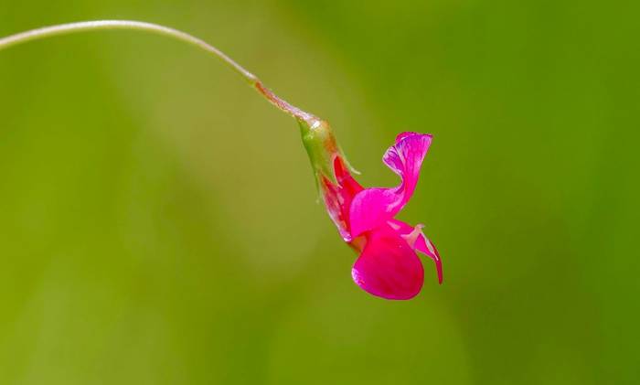 Grass Vetchling (David Jackson).jpg