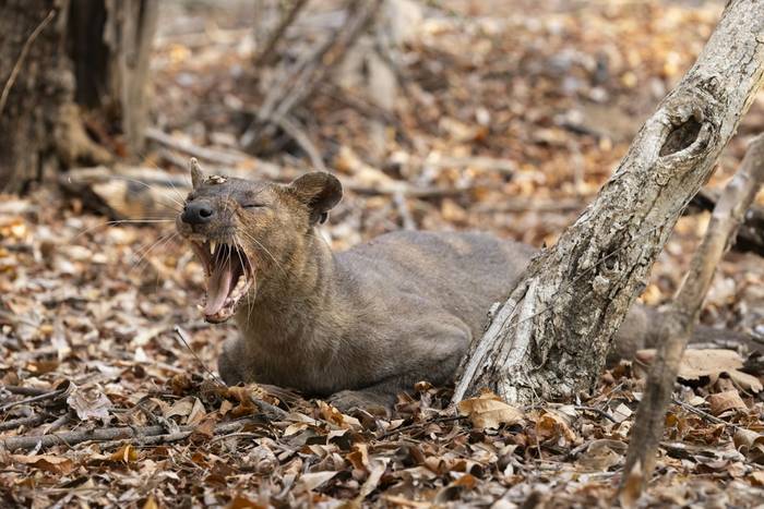Fossa (Oliver Smart)