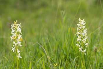 Lesser Butterfly Orchid shutterstock_1436237699.jpg