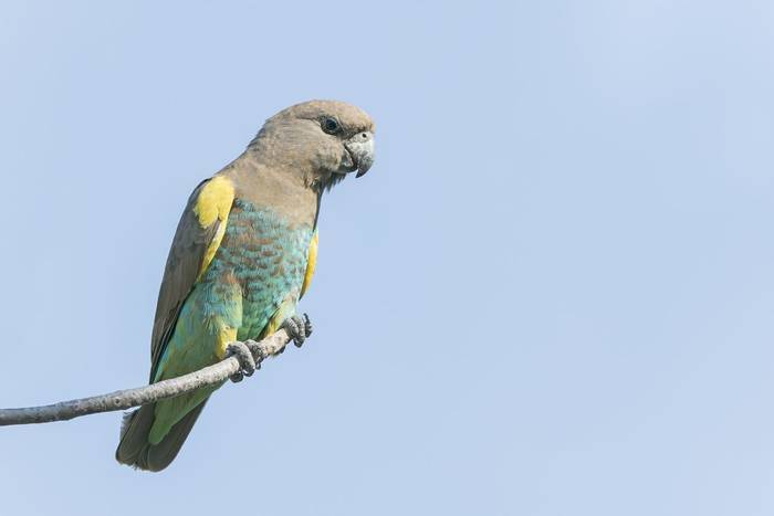Ruppell's Parrot © Dr Kevin Elsby FRPS