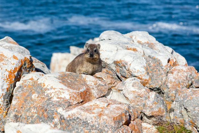 Rock hyrax (Procavia capensis), South Africa shutterstock_1162739839.jpg