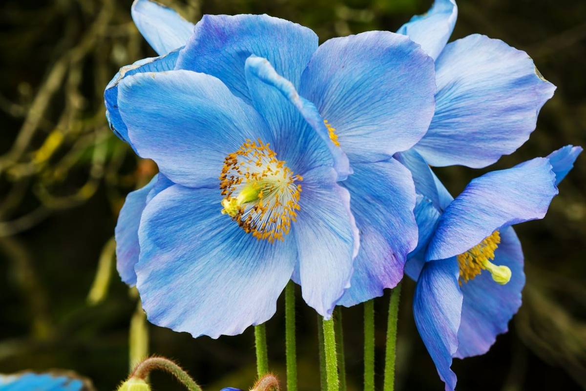 AdobeStock_155149248_Himalayan_Blue_Poppy_Dalemain_Garden.jpeg