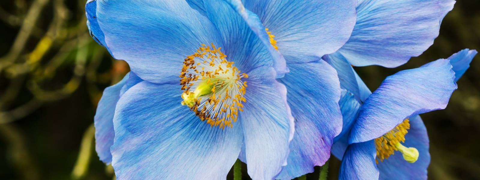 AdobeStock_155149248_Himalayan_Blue_Poppy_Dalemain_Garden.jpeg