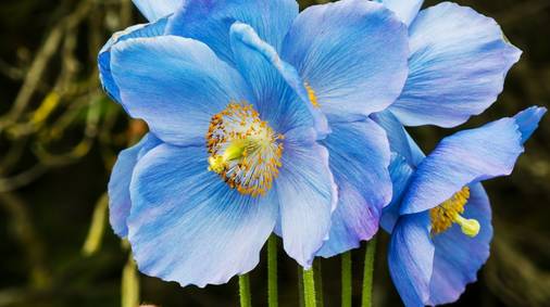 Lake District Gardens Tour