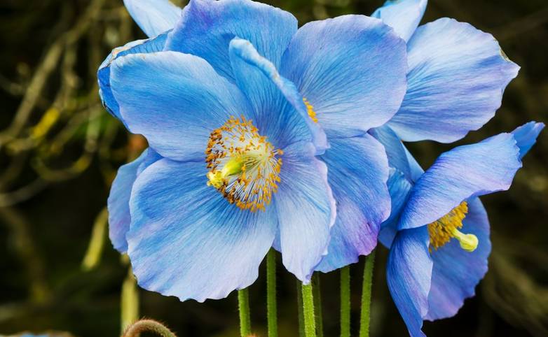 AdobeStock_155149248_Himalayan_Blue_Poppy_Dalemain_Garden.jpeg