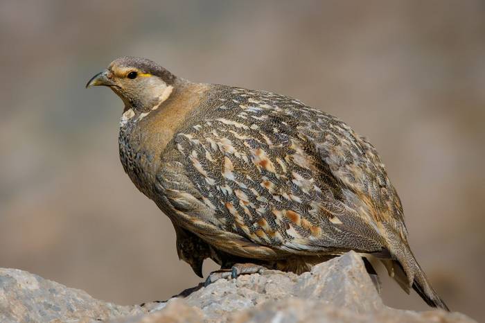 Caspian Snowcock © Omer Kilit, August 2024