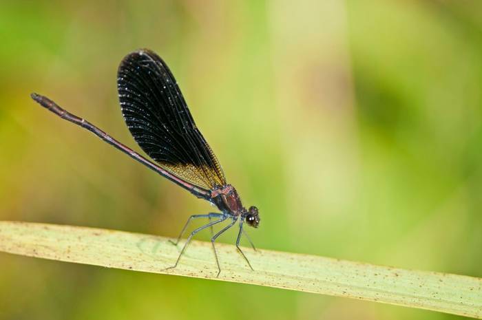 Copper Demoiselle