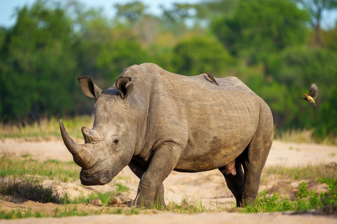 White Rhinoceros Image