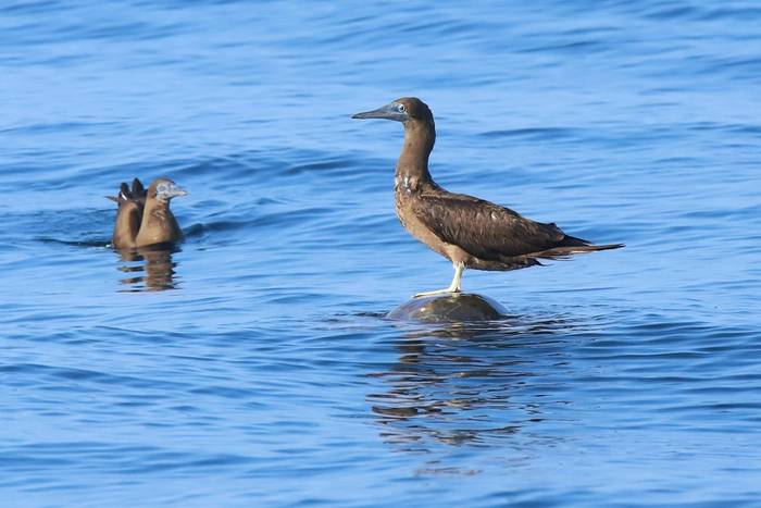 Cocos Booby, Luca Boscain.JPG