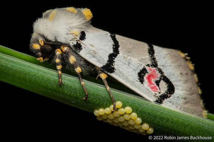 Cherry Spot Moth (Diaphone eumela) © Robin James Backhouse