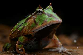 Suriname Horned Frog (Ceratophrys cornuta) © Sandro Perez Veltman