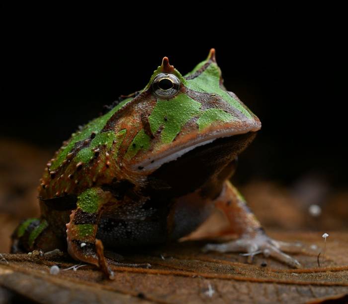 Suriname Horned Frog (Ceratophrys cornuta) © Sandro Perez Veltman