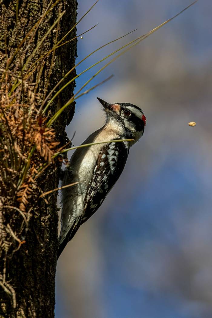 Downy Woodpecker Florida (c) Matthew Capper.jpg