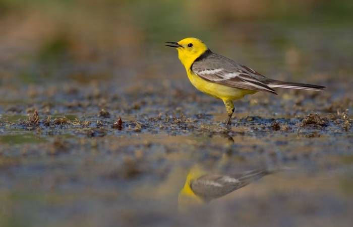 Citrine Wagtail Shutterstock 1096085135