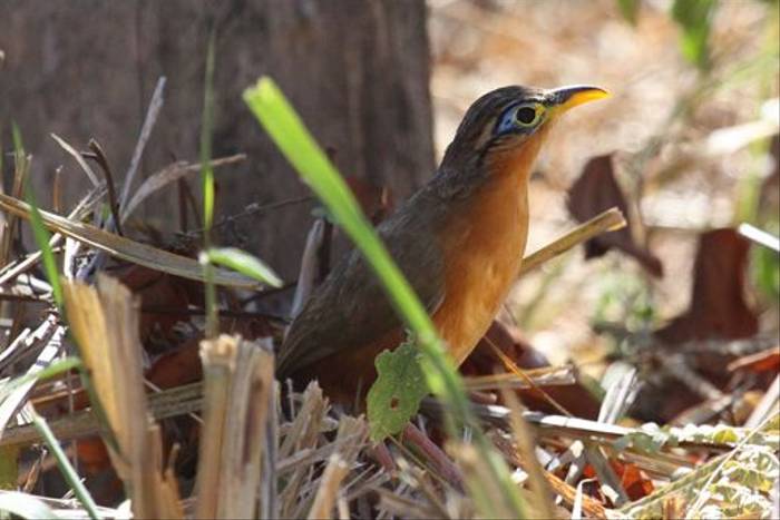 Lesser Ground Cuckoo, Costa Rica (Reagan Smith)