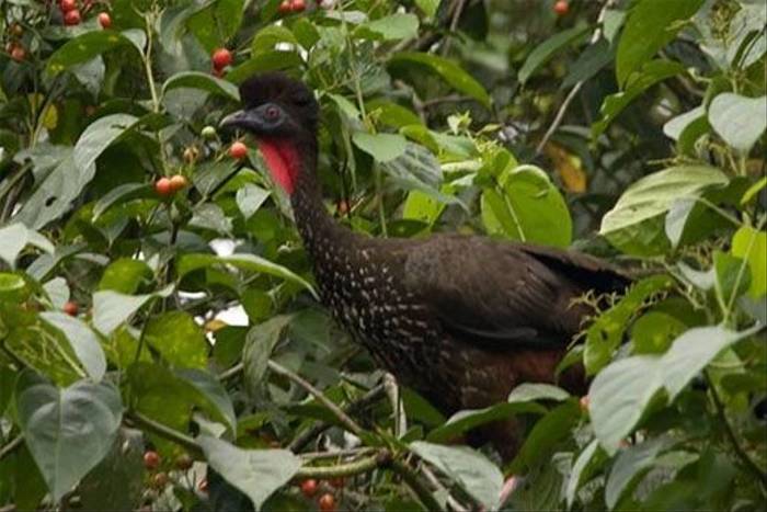 Crested Guan (Peter Dale)