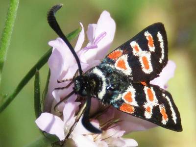 Mediterranean-Burnet