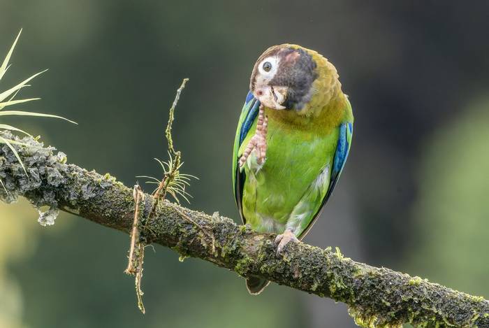 Brown-hooded Parrot, Laguna de Lagarto, Costa Rica, 1 April 2022, KEVIN ELSBY FRPS.jpg