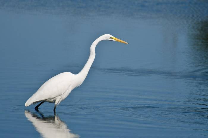 Great White Egret shutterstock_240637897.jpg