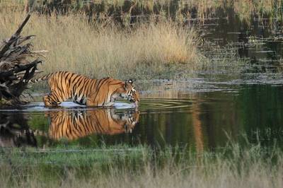Tiger Safaris in Nepal