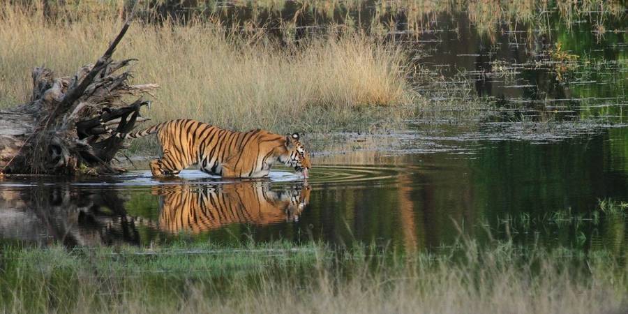 Tiger Watching - Naturetrek