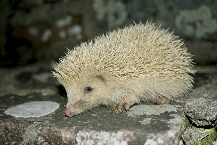 'Blonde' Hedgehog