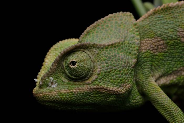 Mediterranean Chameleon (Chameleo chameleon) © Dan Kane