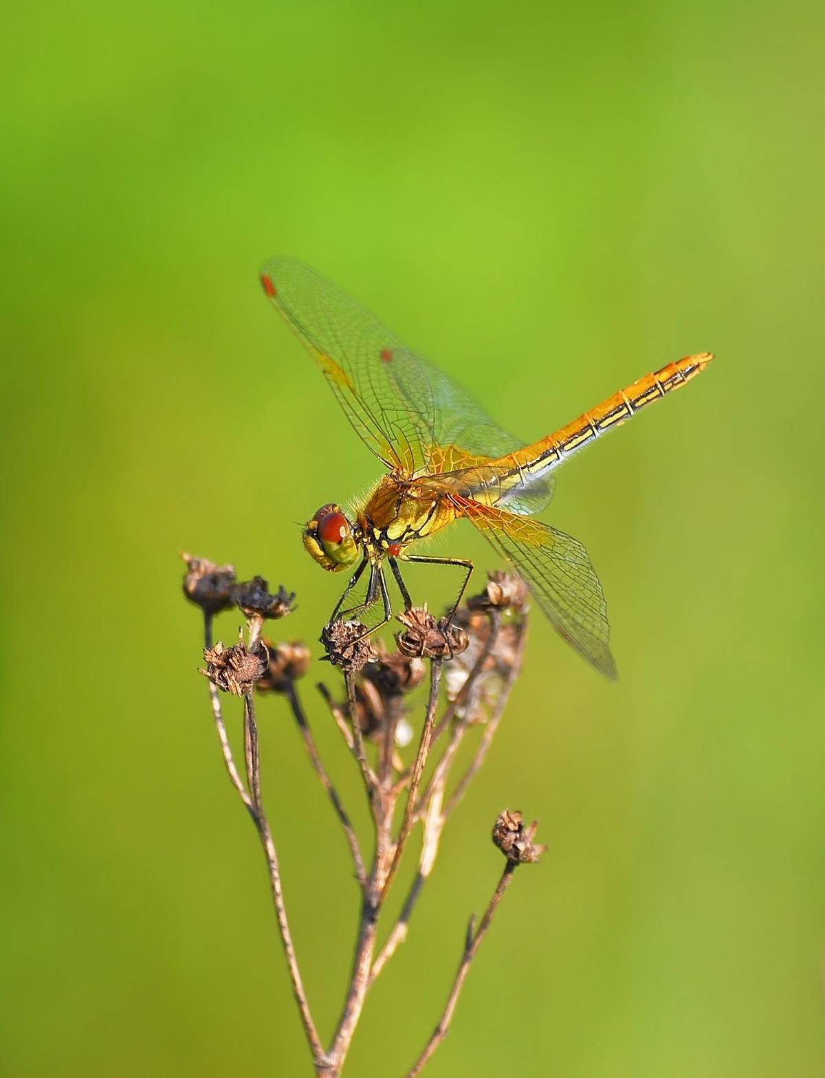 Yellow Winged Darter Dragonfly Shutterstock 376248172