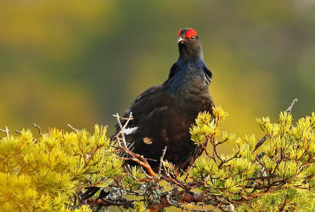 Black-Grouse-shutterstock_1238159764.jpg