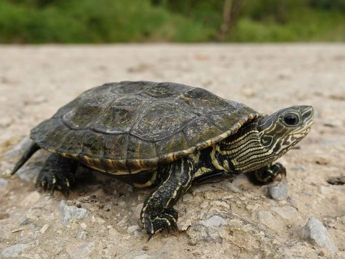 Balkan Terrapin (Mauremys rivulata)