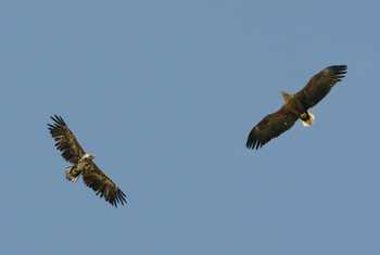 White-tailed Eagles (Tim Melling)