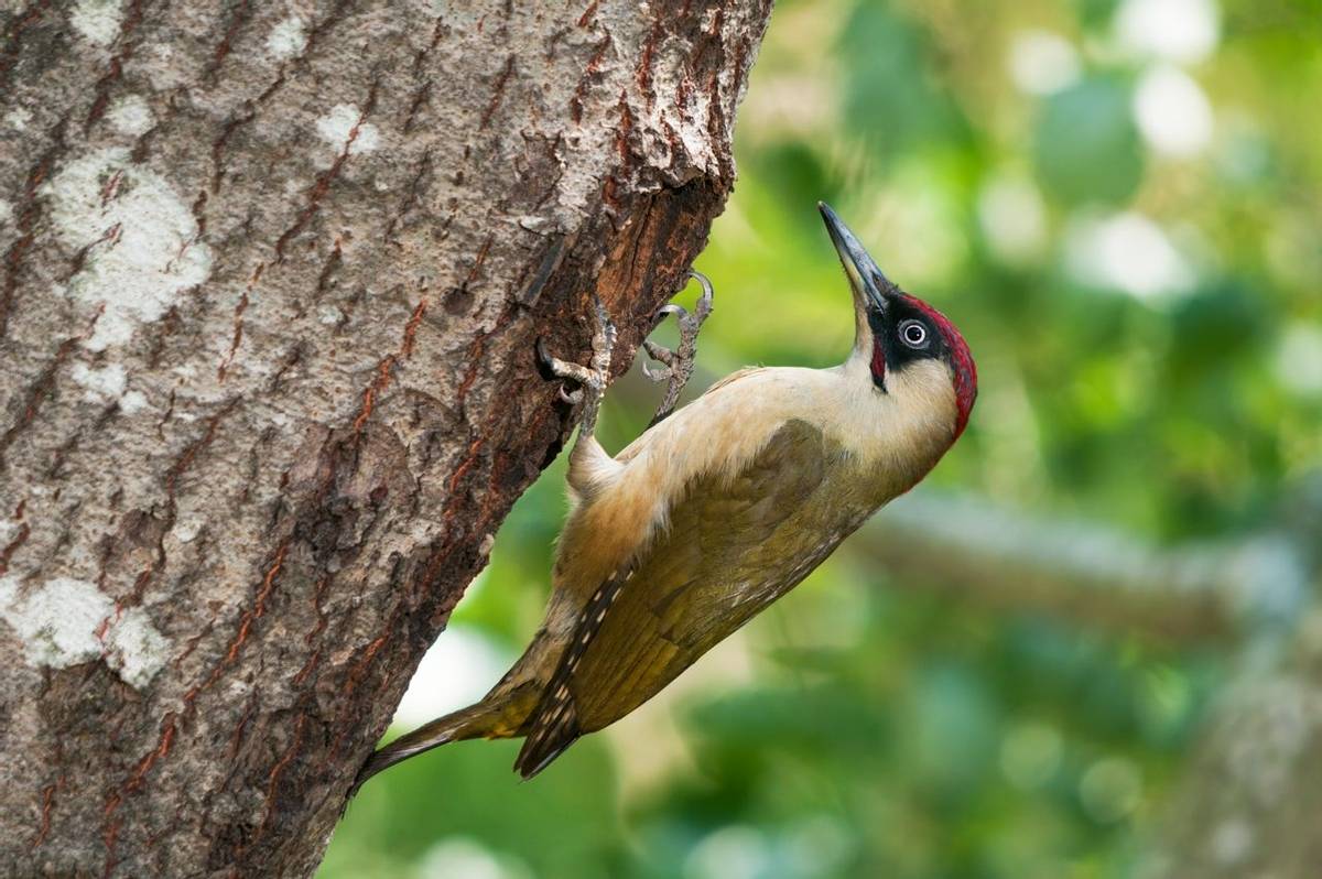 Green woodpecker male in front of a hole in a tree