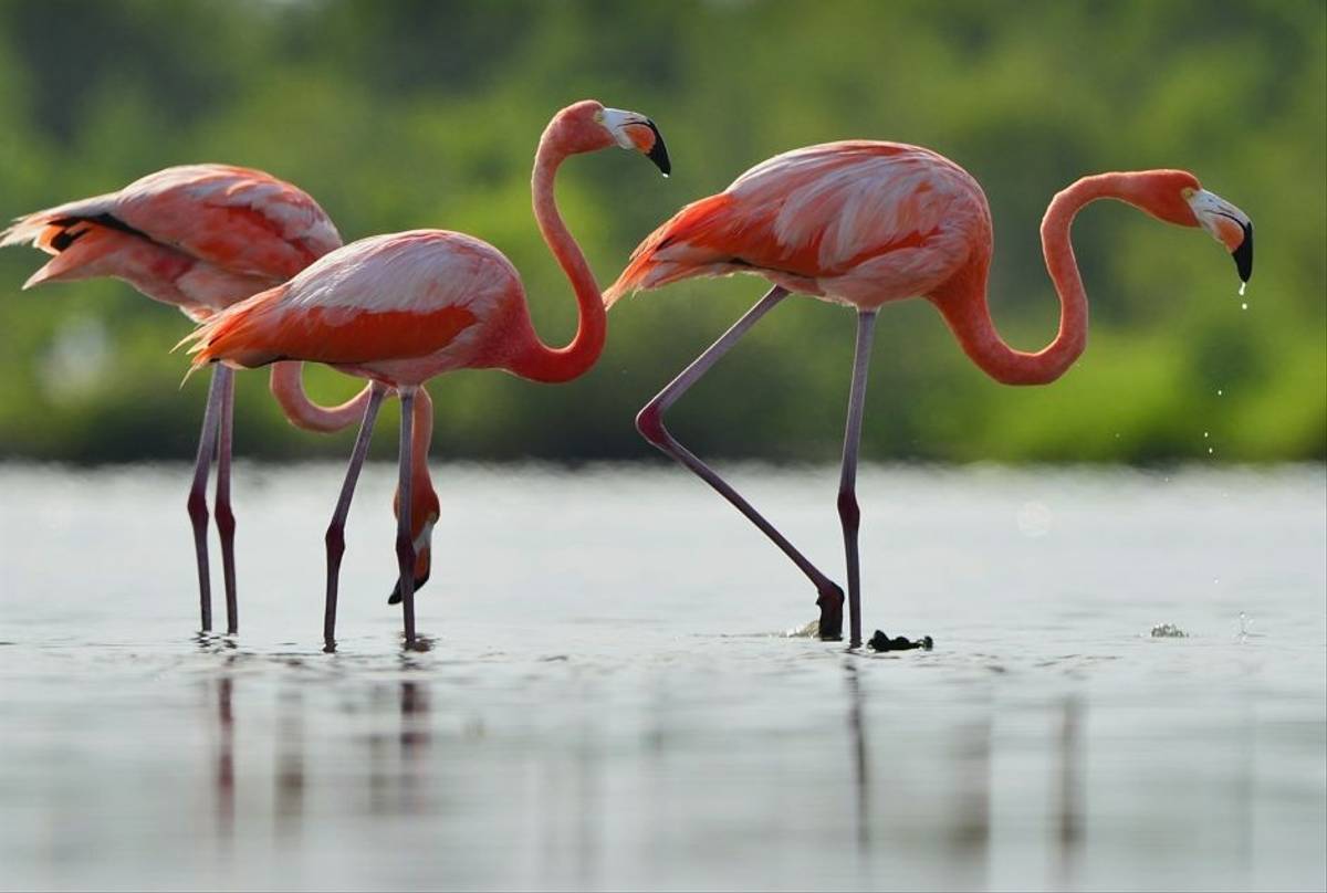 American Flamingo Shutterstock 170513555