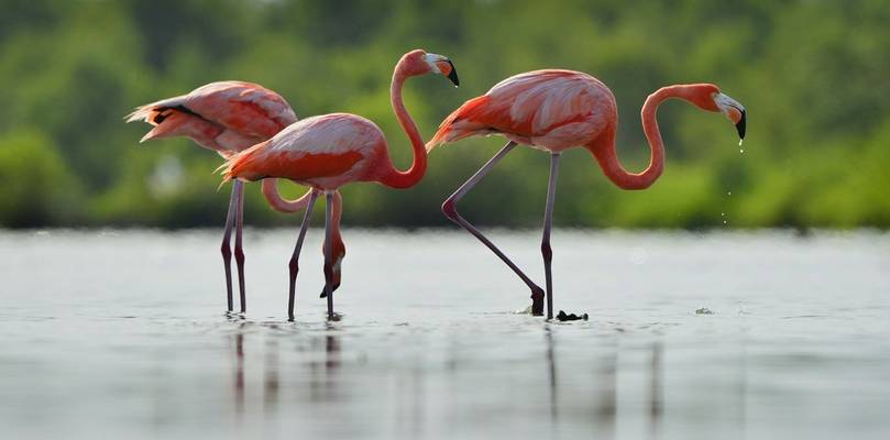 American Flamingo Shutterstock 170513555