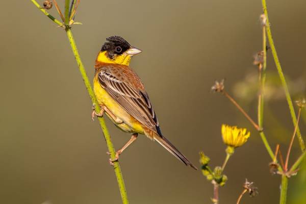 Black Headed Bunting Shutterstock 274713566