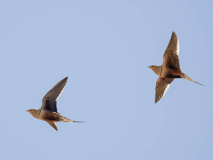 Chestnut-bellied Sandgrouse © T. Laws, February 2024 tour