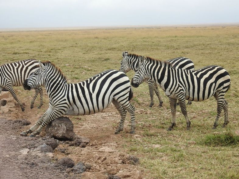 matriarch-hill-safari-wildlife-zebras.JPG