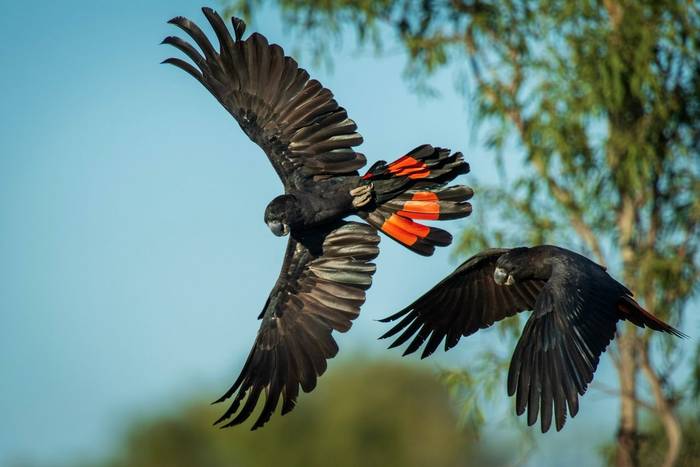 Red-tailed Black Cockatoo