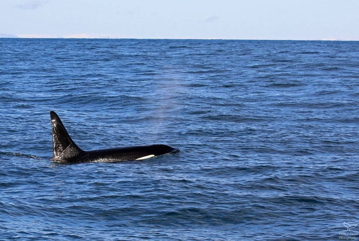 Orca (Peter Dunn)