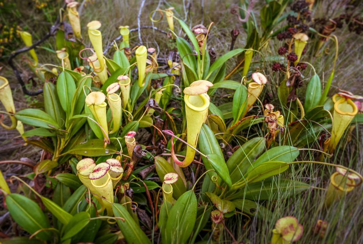 Nepenthes tolanaro, Madagascar shutterstock_765959812.jpg