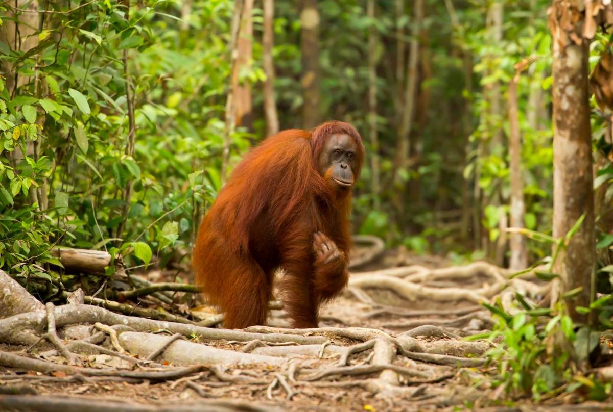 Orang Utan Borneo Shutterstock 294584234