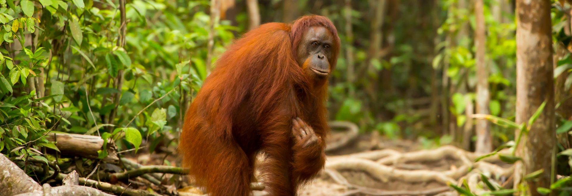 Wildlife Holidays In Borneo - Naturetrek