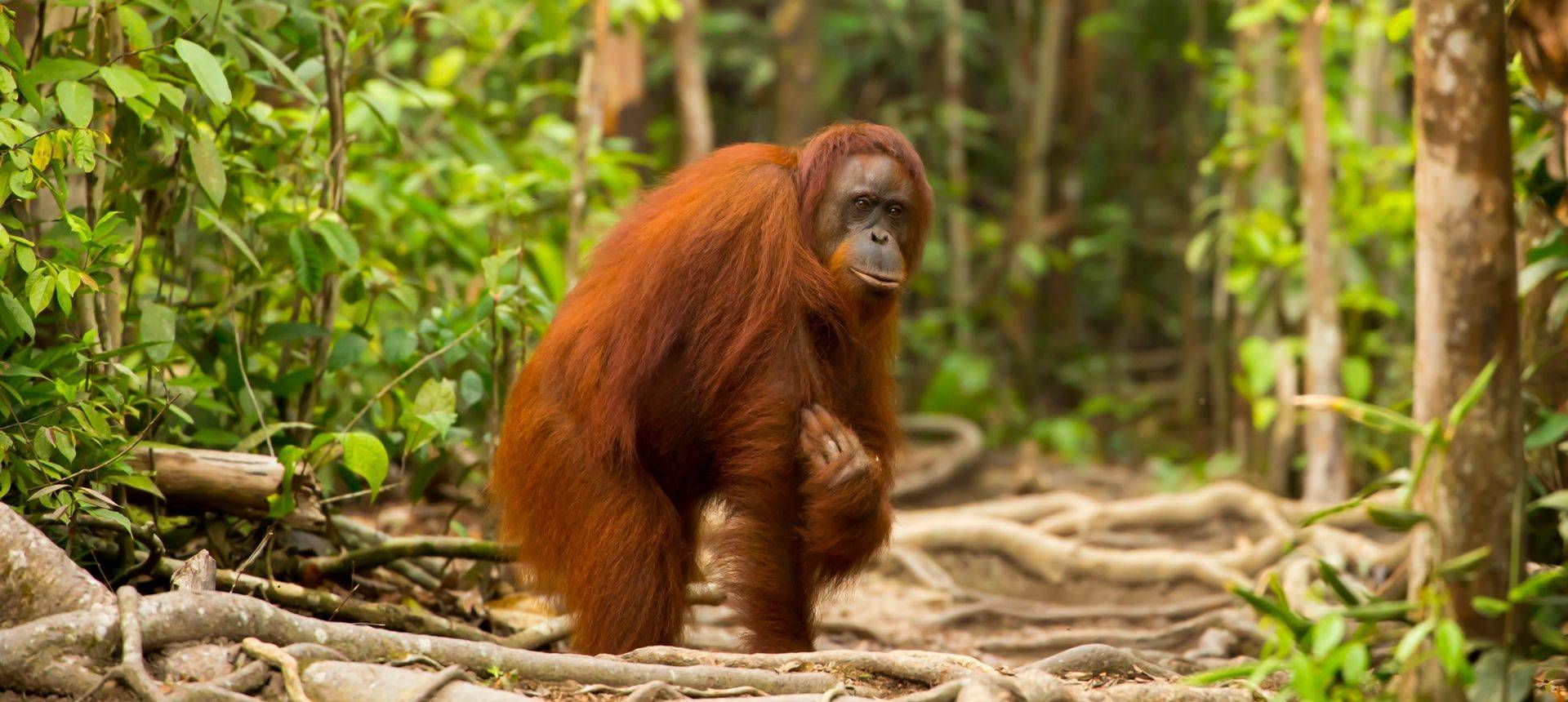 Orang Utan Borneo Shutterstock 294584234