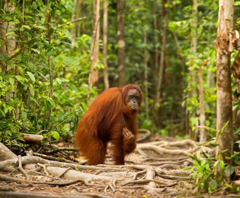 Orang Utan Borneo Shutterstock 294584234