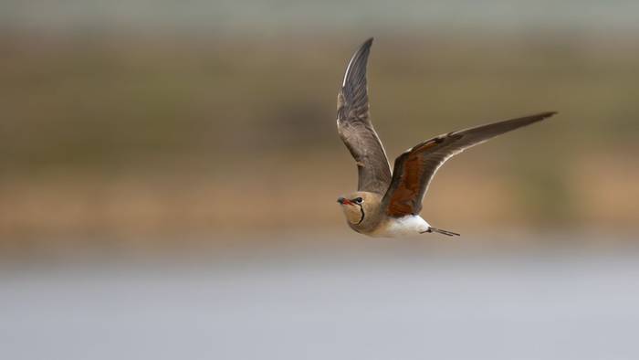 Collared Pratincole (Simon Tonkin).jpg