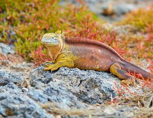 Ecuador & the Galapagos Islands