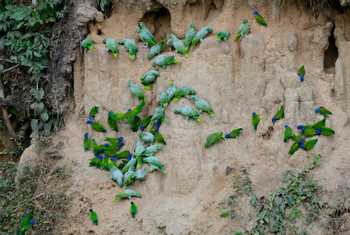 Southern Mealy Amazon, Yellow Crowned Amazon, Blue Headed Parrot, Orange Cheeked Parrot, Tui Parakeet (Stephen Woodham)