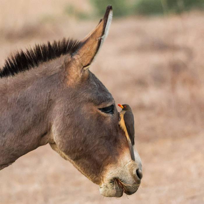 Yellow-billed Oxpecker, Marcus John.jpg