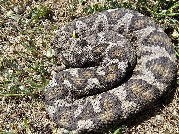 Ottoman Viper (Montivipera xanthina)