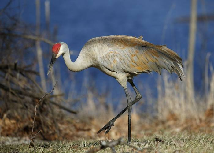 Sandhill Crane shutterstock_599196806.jpg